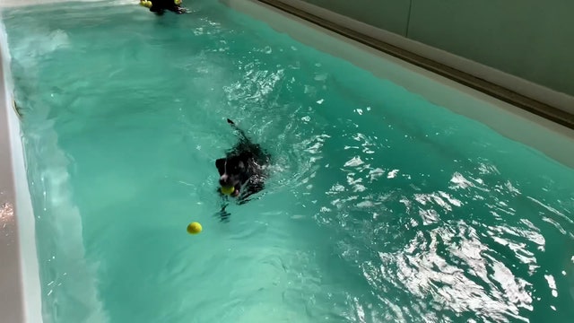 Dog named 'Faith' waiting to be adopted for more than 1,200 days