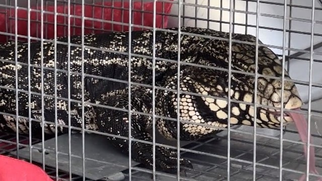 Wildlife officials warn about invasive tegu lizards in Florida