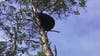 FWC hiring contractors to help with bear encounters