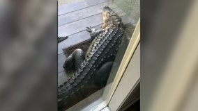 Watch: Massive gator blocks Odessa home's front door