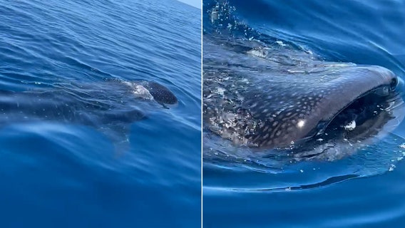 Fisherman spots whale shark feeding on plankton off coast of Sarasota