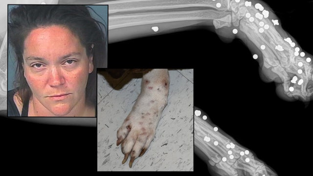 Florida woman shot dogs 173 times with gas-powered BB gun, deputies say