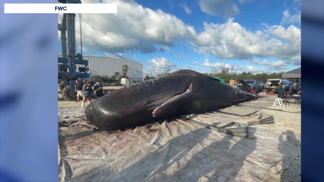 NOAA: 2 sperm whales found dead within last week in southern Florida