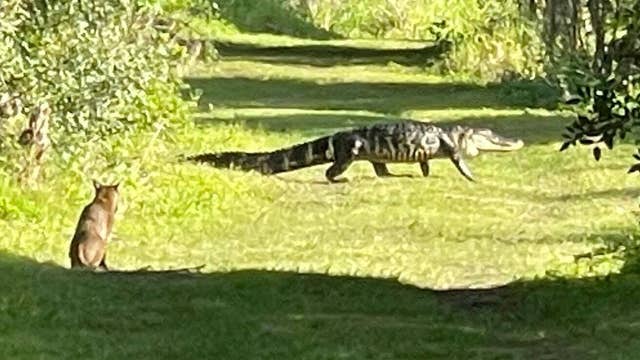 Wild cat waits as alligator crosses path in Florida