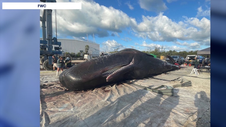 WOFL Dead Sperm Whale found near Key West