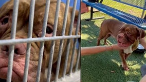 'Sad' dog in Orlando shelter video gets adopted after 'overwhelming' response