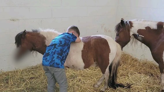 Owners want justice after they say dog attacked horses, killing 1 of them