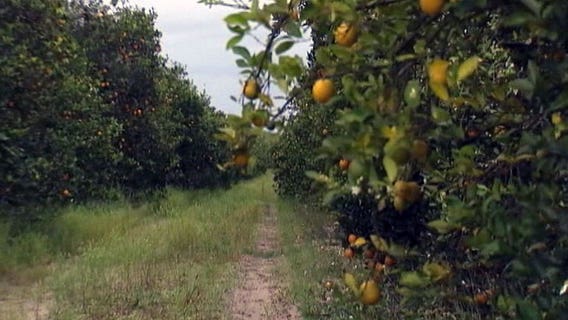 Florida citrus production at an eight-decade low