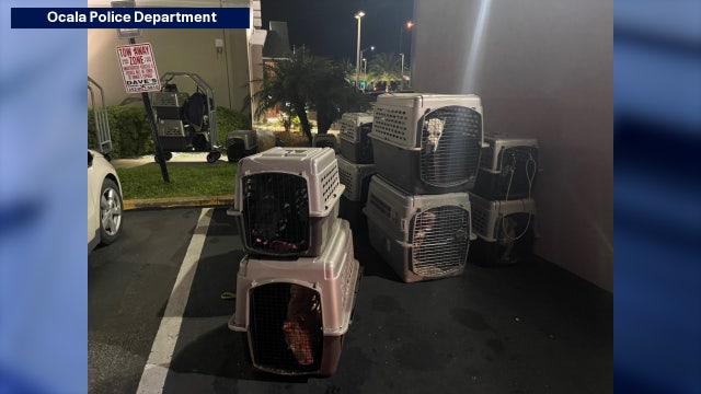 Police help find shelter for 2 people, 17 dogs involved in crash in Ocala