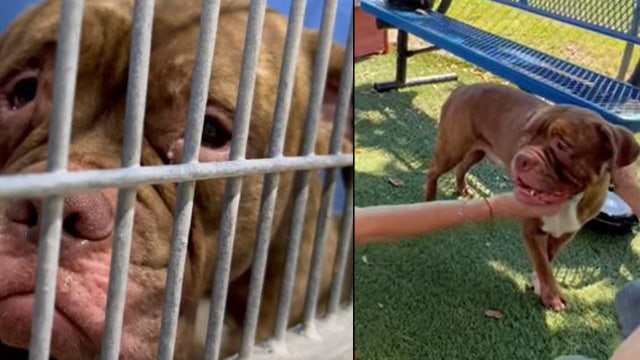 'Sad' dog in Orlando shelter video gets adopted after 'overwhelming' response