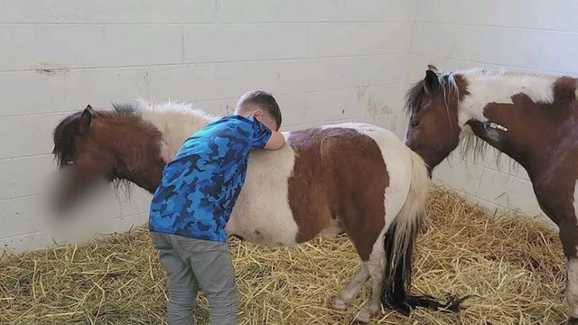 Owners want justice after they say dog attacked horses, killing 1 of them