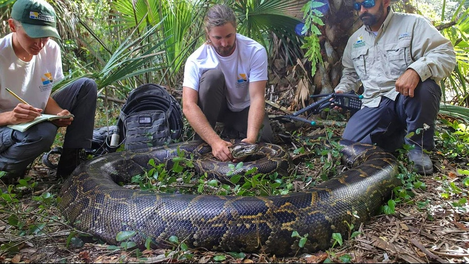 Conservancy-of-SWFL-record-python-2022-1.jpg