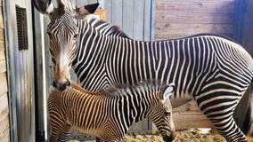 Watch: Ziggy the baby zebra at Brevard County Zoo explores his habitat for first time