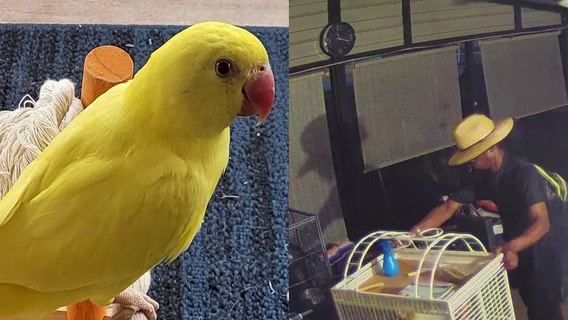 Pricey parakeet poached from porch, bird owners say