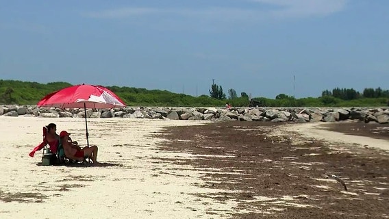 From seaweed to soil: South Florida beach town finds a solution to a stinky problem