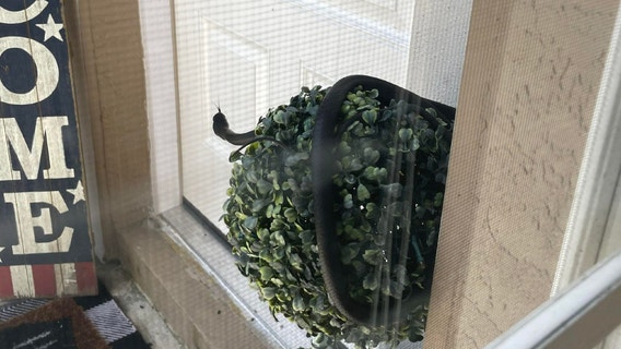 Sssssurprise! Sneaky snake finds perch at Florida woman's front door