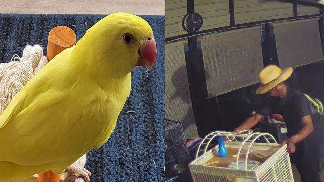 Pricey parakeet poached from porch, bird owners say