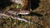 Florida Python Challenge: Hunters descend on Everglades to catch and kill invasive snakes