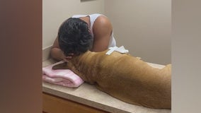 Florida couple wants answers after dog killed in shooting near home