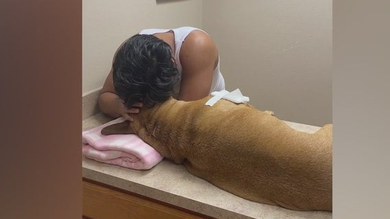 Florida couple wants answers after dog killed in shooting near home