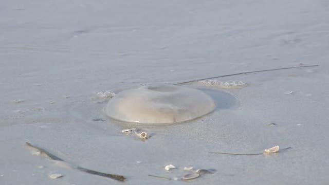 What's causing increase in jellyfish on Florida beaches? Strong wind, ocean currents to blame