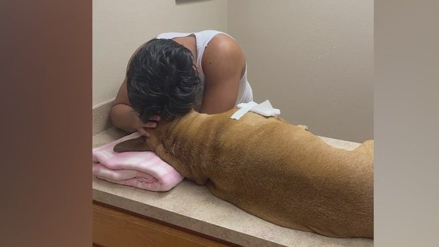 Florida couple wants answers after dog killed in shooting near home