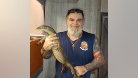 'It looks like Godzilla': Gigantic reptile crawls on window of Florida home