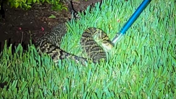 WATCH: Large rattlesnake found outside Florida home
