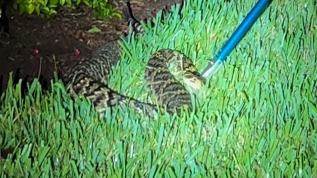 WATCH: Large rattlesnake found outside Florida home
