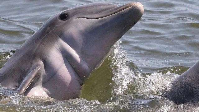 Researchers study dolphin relationships in Florida waterways