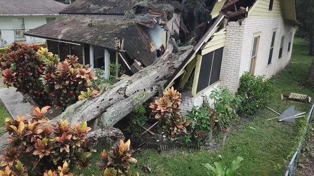 'Zombie trees' in Central Florida: How to know if one is in your yard