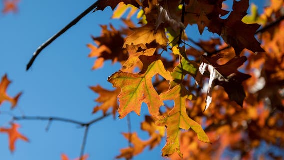 Warm days, cooler nights in the 50s and 60s this weekend in Central Florida