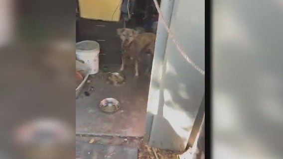 Dog struggles to survive after homeowner abandons house left in deplorable condition, neighbors say