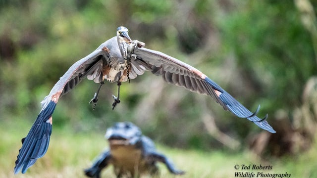 Florida photographer captures amazing shot of heron flying off with baby alligator in mouth