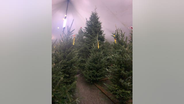 Will Christmas tree prices be going up in Florida?