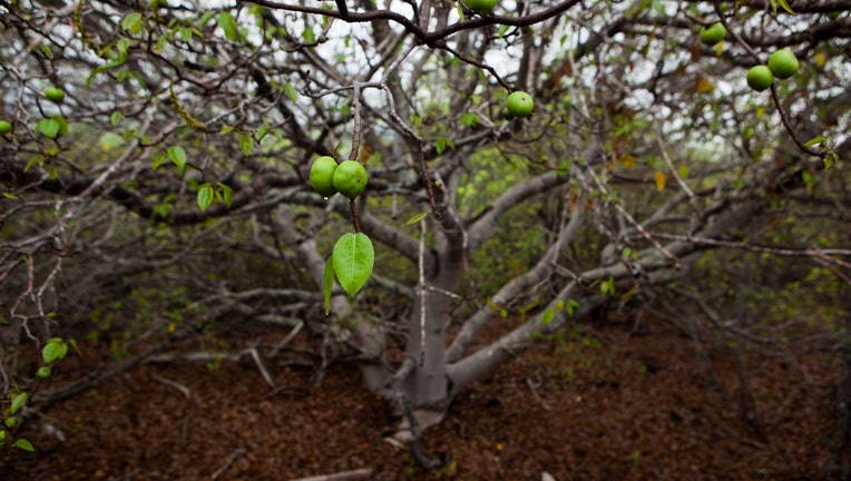 Galapagos