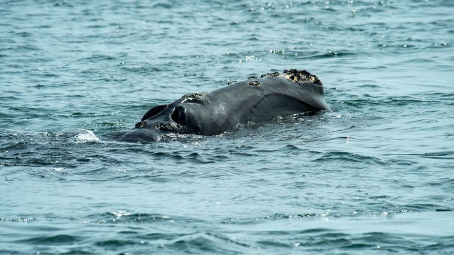 US-ENVIRONMENT-CONSERVATION-RIGHT-WHALES