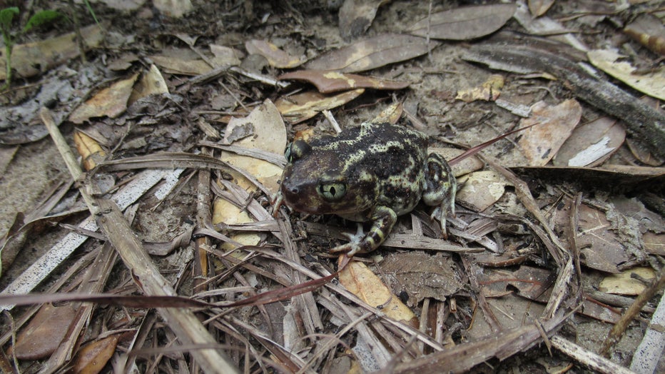 Eastern Spadefoot Toad