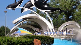 3 manatees rehabilitated at SeaWorld Orlando released in Florida Keys