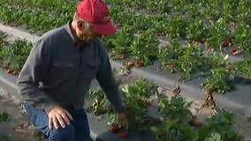 Central Florida farmers prepare to protect crops from freezing temperatures