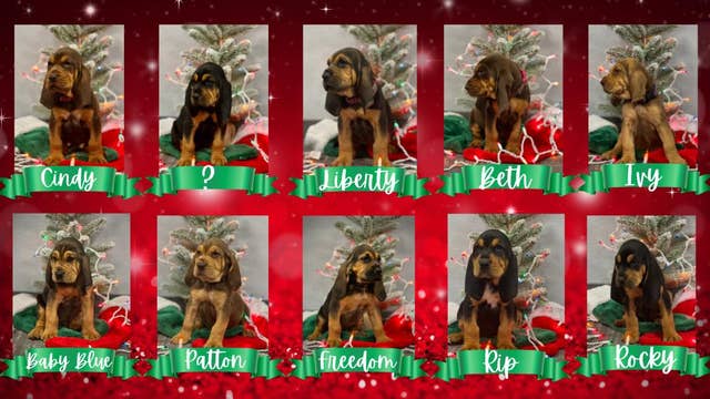 Brevard sheriff announces names of new crimefighting K-9 puppies