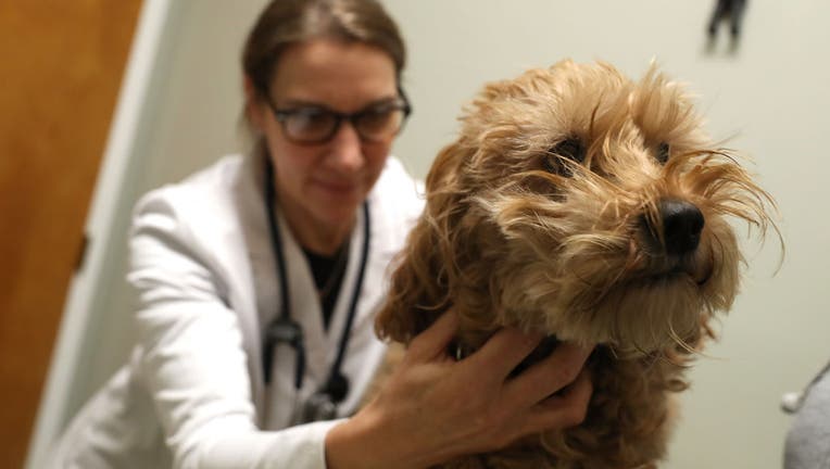 Veterinarians Flooded As