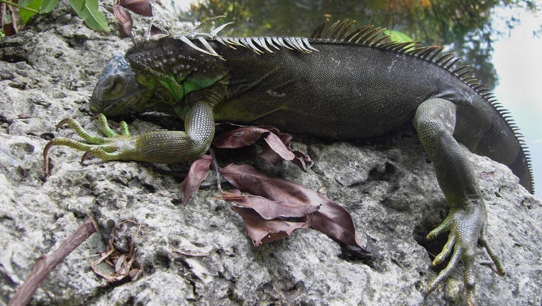 An iguana which fell from a tree climbs