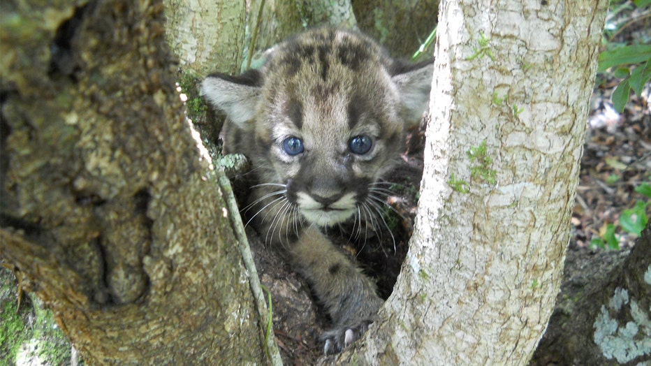 FWC-panther-kitten.jpg