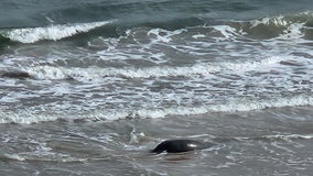 Manatee appeared to be stranded on beach in Daytona Beach Shores before freeing itself