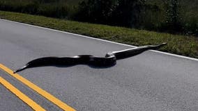 WATCH: Giant python crosses road in Florida Everglades