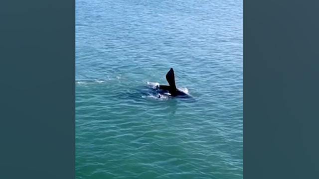 Florida couple spots endangered whale right outside their window