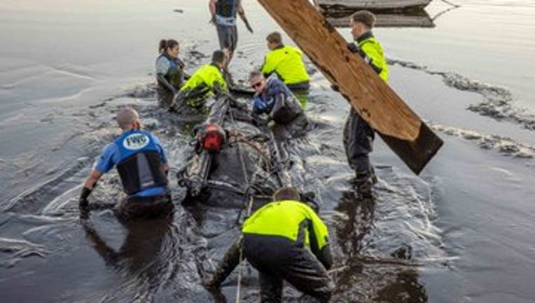 manatee rescue