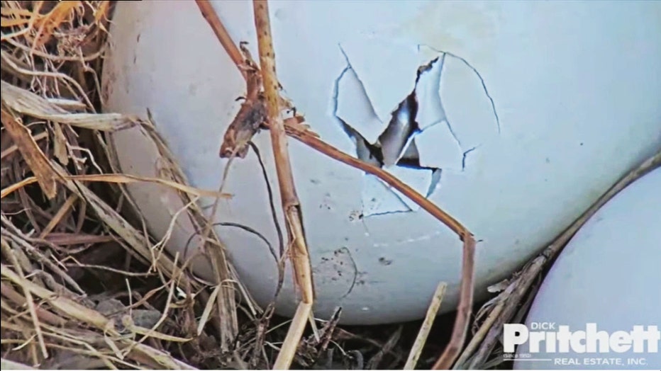 eaglet-hatching.jpg