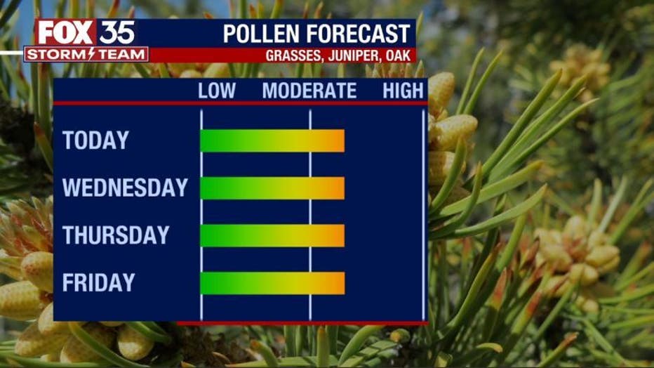 pollen.jpg